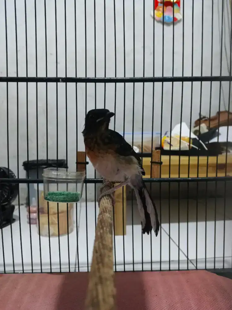 Trotolan murai batu medan jantan