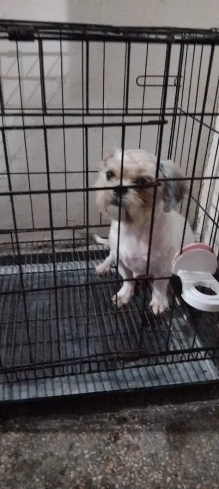 Anjing shitzu indukan Betina 1.5 thn