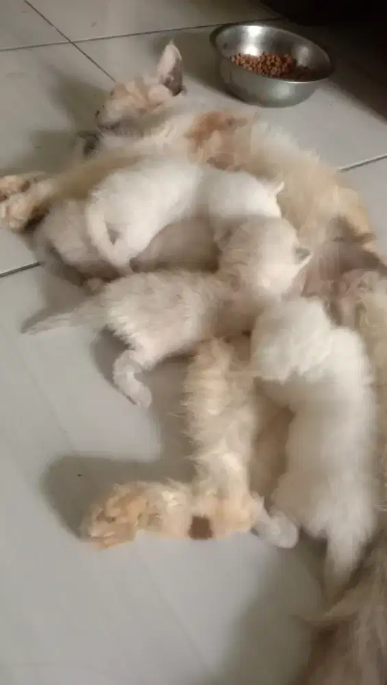 Kucing Persia induk dan 5 ekor anaknya