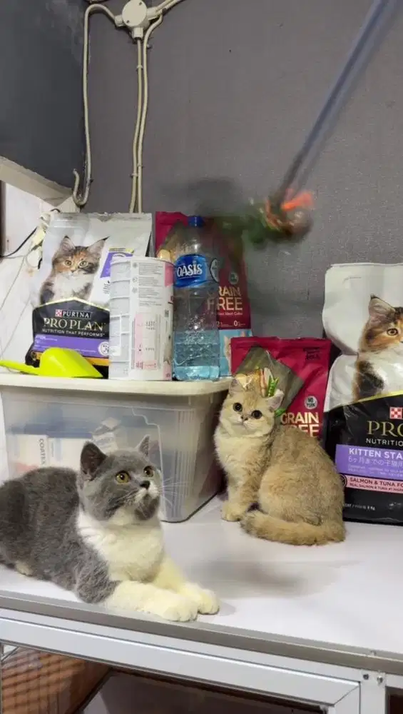 British shorthair female bico dan golden