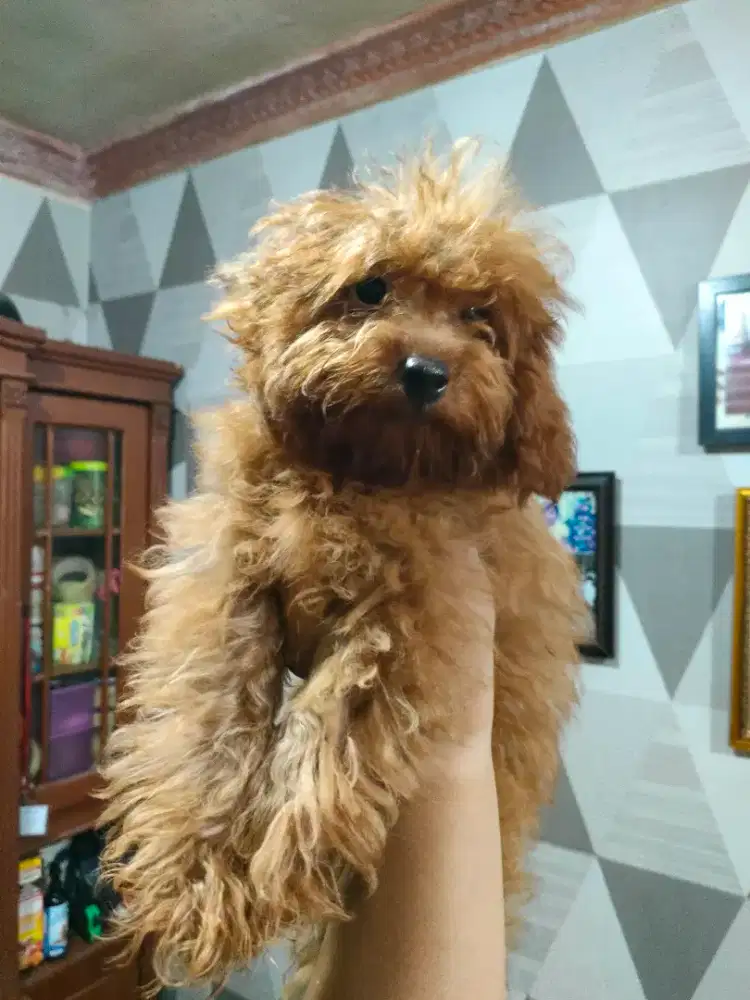 Tiny Poodle Jantan