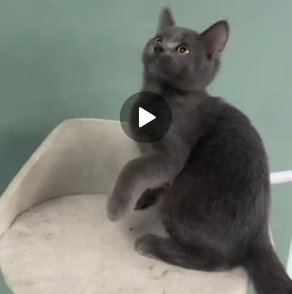 Bsh jantan nonped murah