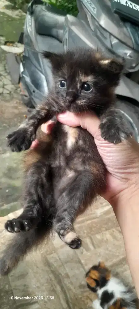 Kitten Scottish Fold