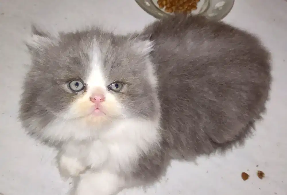 Kitten Betina 3bulan