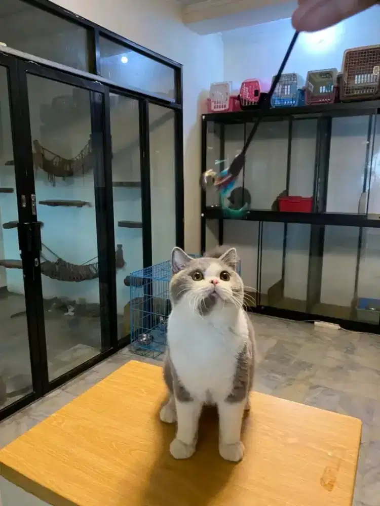 British shorthair bicolor betina good quality