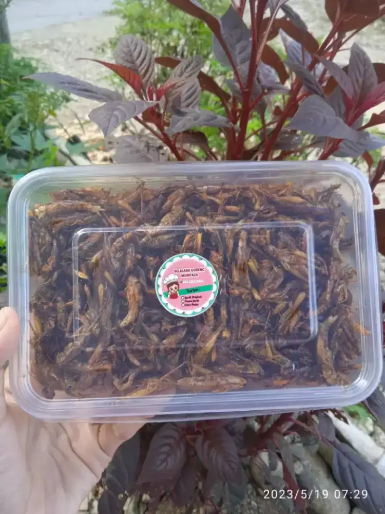 Belalang goreng makanan viral Snack cemilan jajanan enak murah pedas
