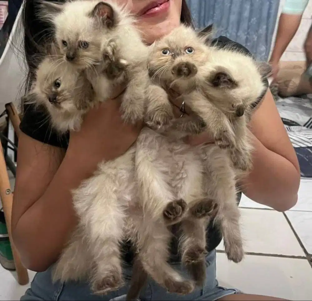 KITTEN HIMALAYA RAGDOLL SEALPOINT