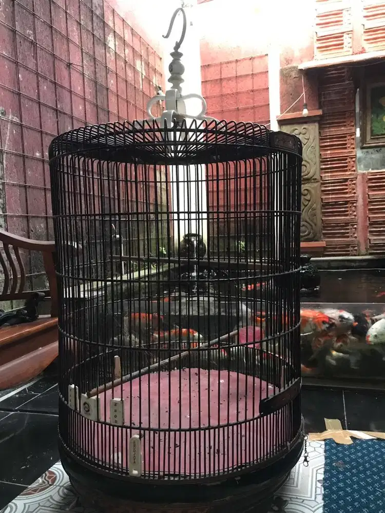 Kandang murai no 1 Ebod