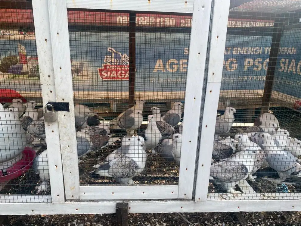 Burung merpati hias santinet