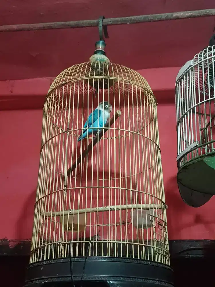 Lovebird cobal mulus