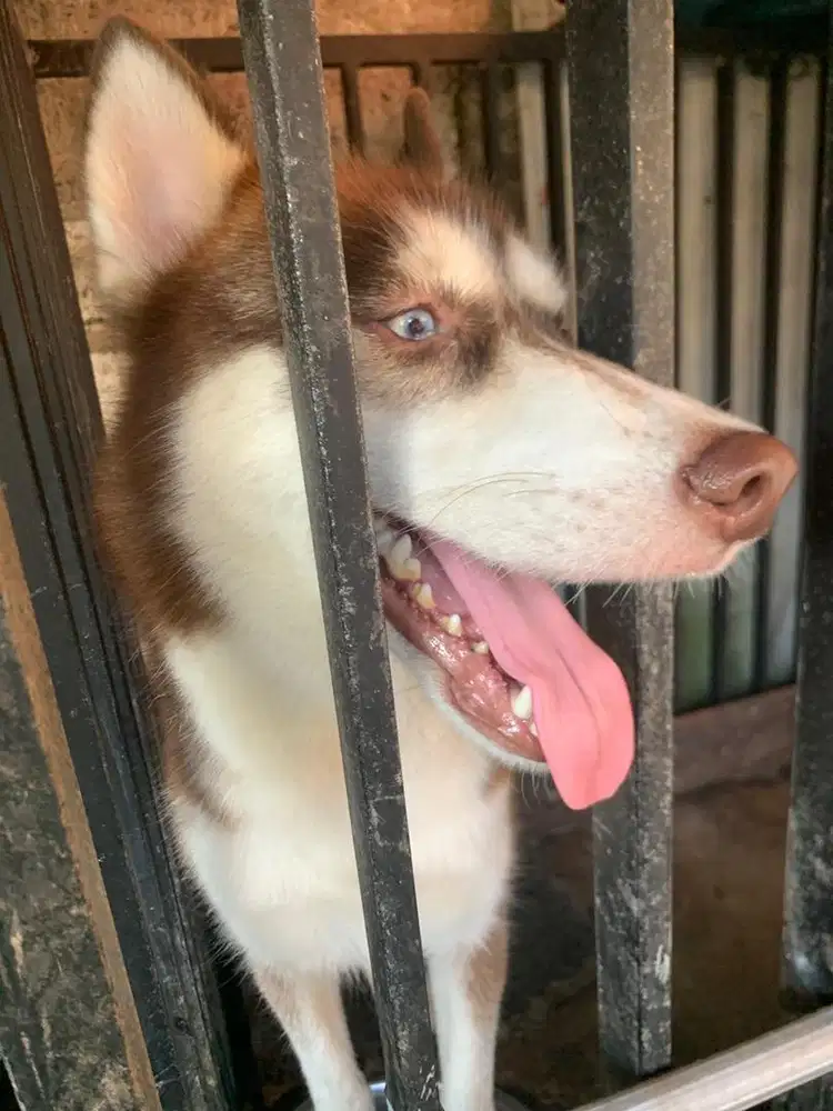 Anjing Husky Stb Betina!