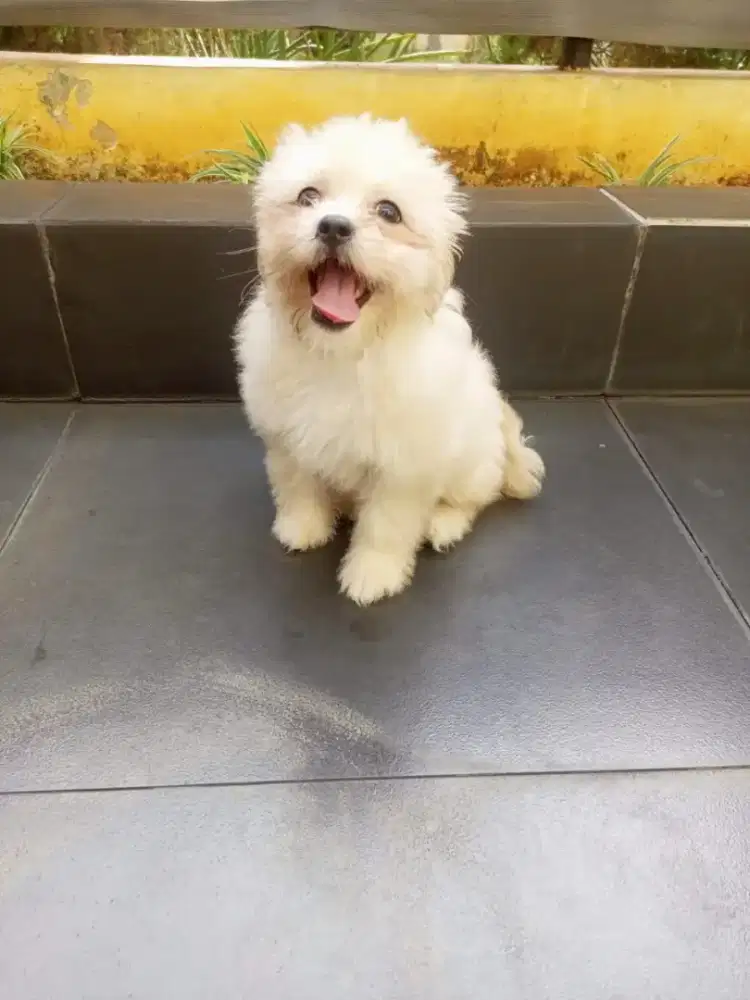ANAK ANJING SHIHTZU POODLE