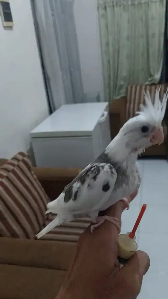 Falk jinak skill ftm spet bubur