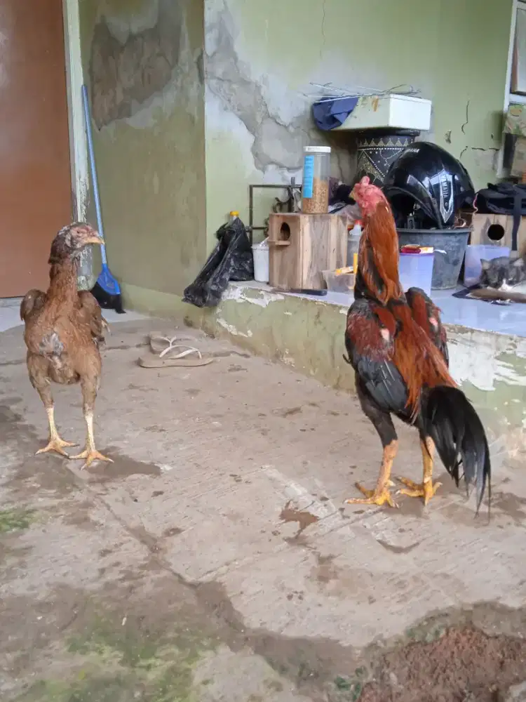 Sepasang ayam Bangkok klasik