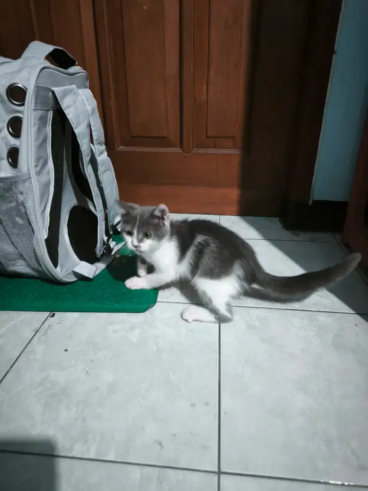 Kucing mix & kucing persia