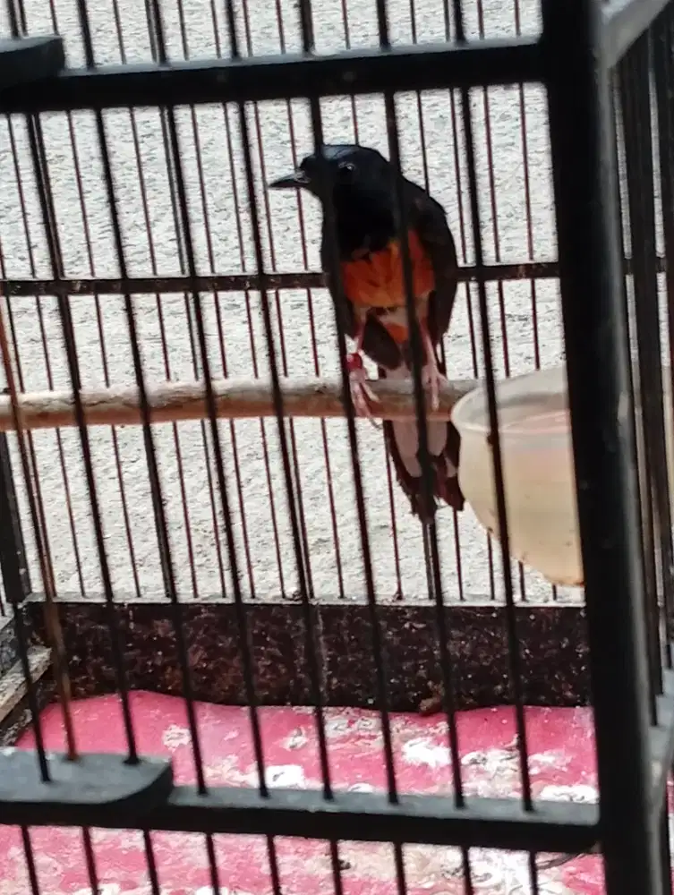 Burung murai pastol gembling