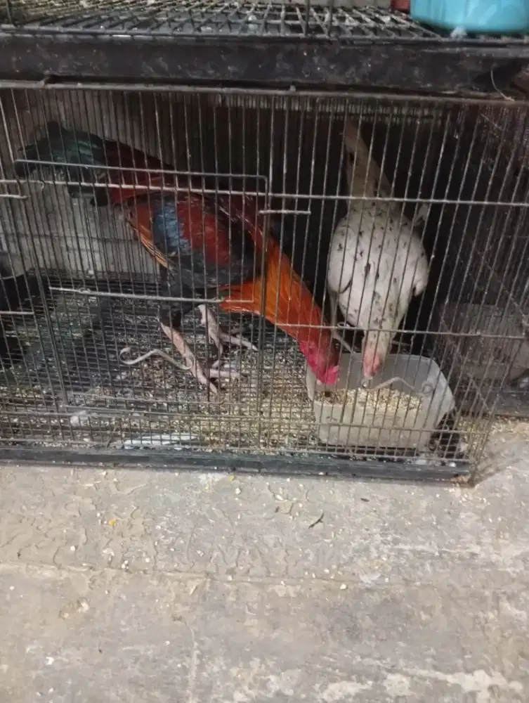 Ayam jago wareng udh siap adu