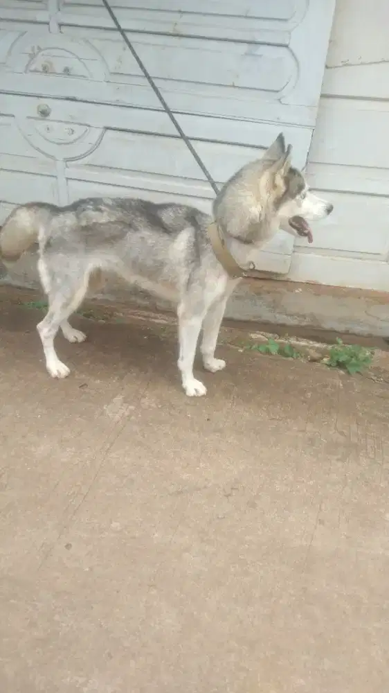 Husky .. sierian Husky betina