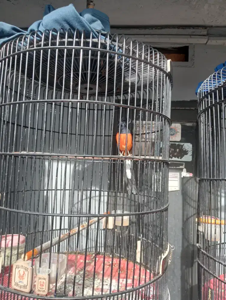 Burung murai medan