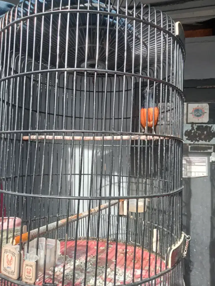 Burung murai Medan asli