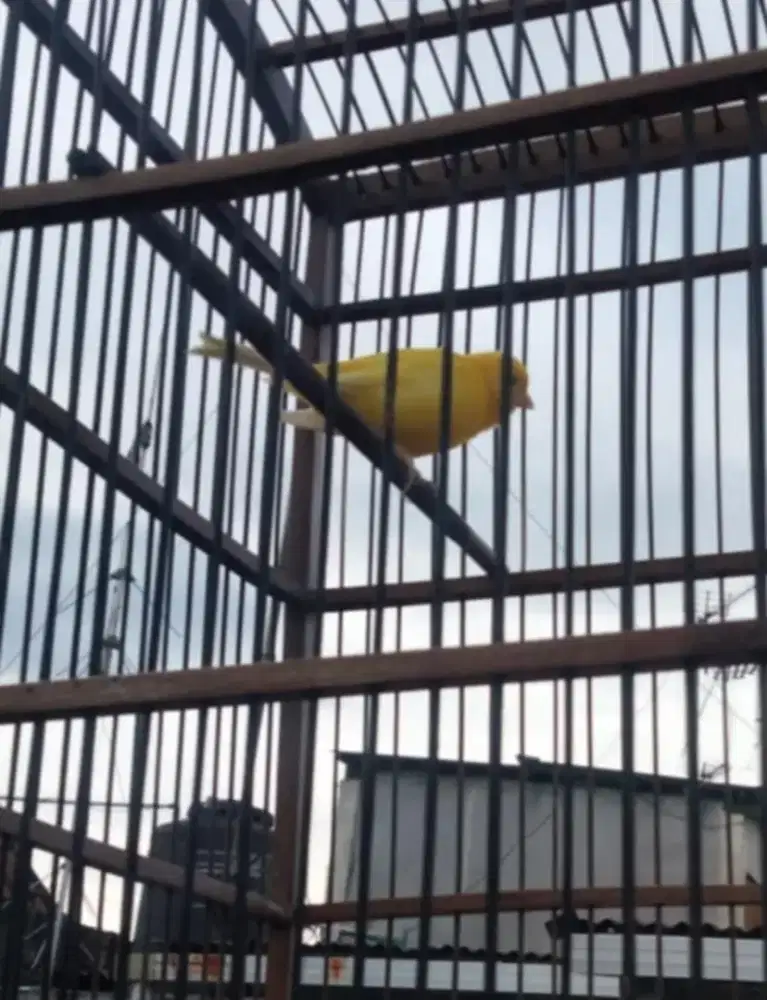 Kenari stabilo polosan