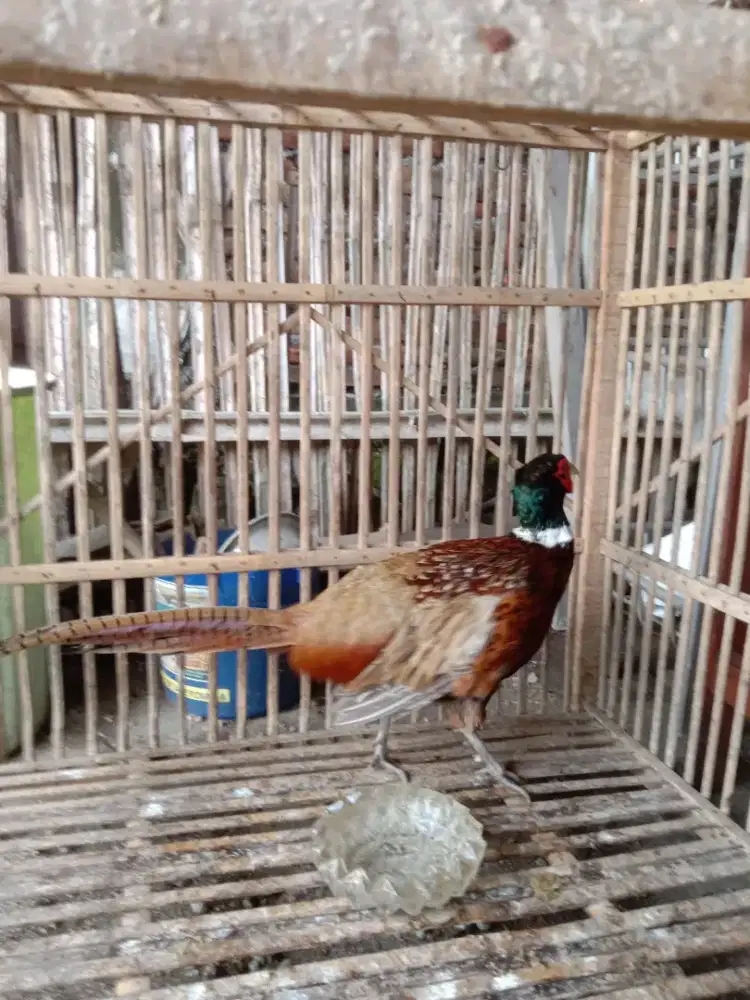Ayam Hias Ringneck merah