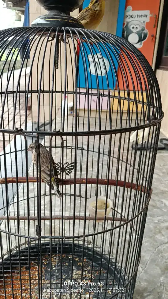 Burung blackthroat baru ganti bulu dewasa