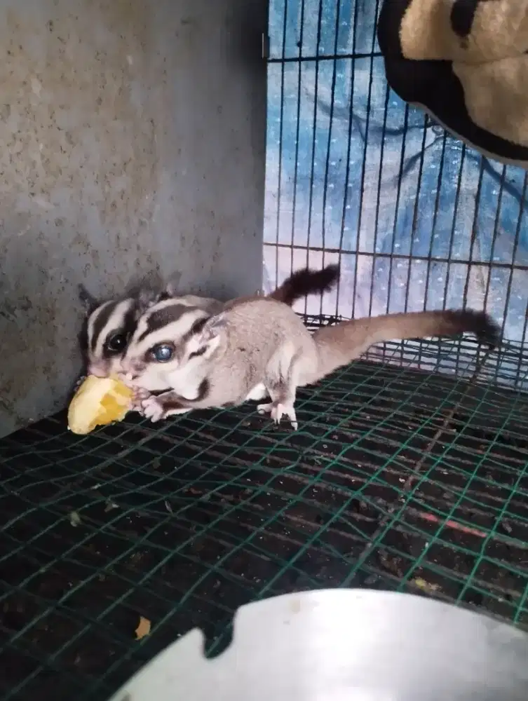 Sugar Glider sepasang, 10 bulan
