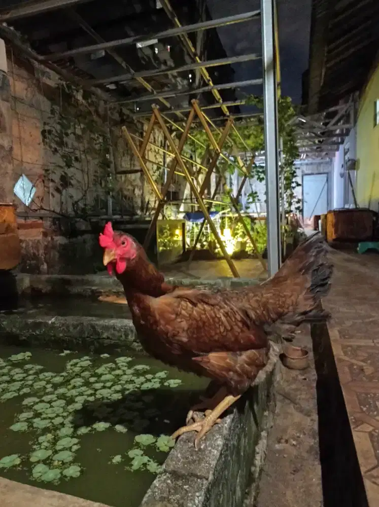 AYAM KAMPUNG KUB