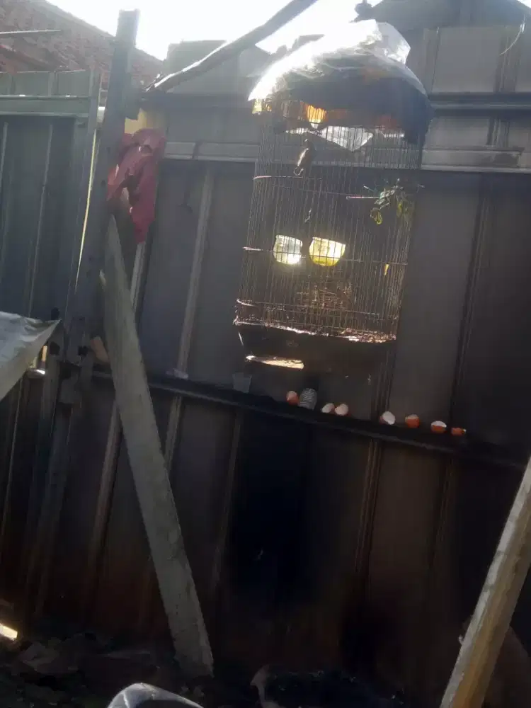 Burung penghisap madu