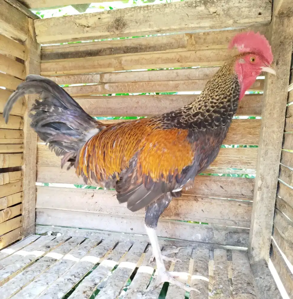 Jual ayam bekisar jali emas 8bln up rajin kokok suara besar kota batu