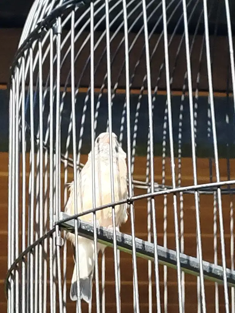 Burung blacthrout gacor