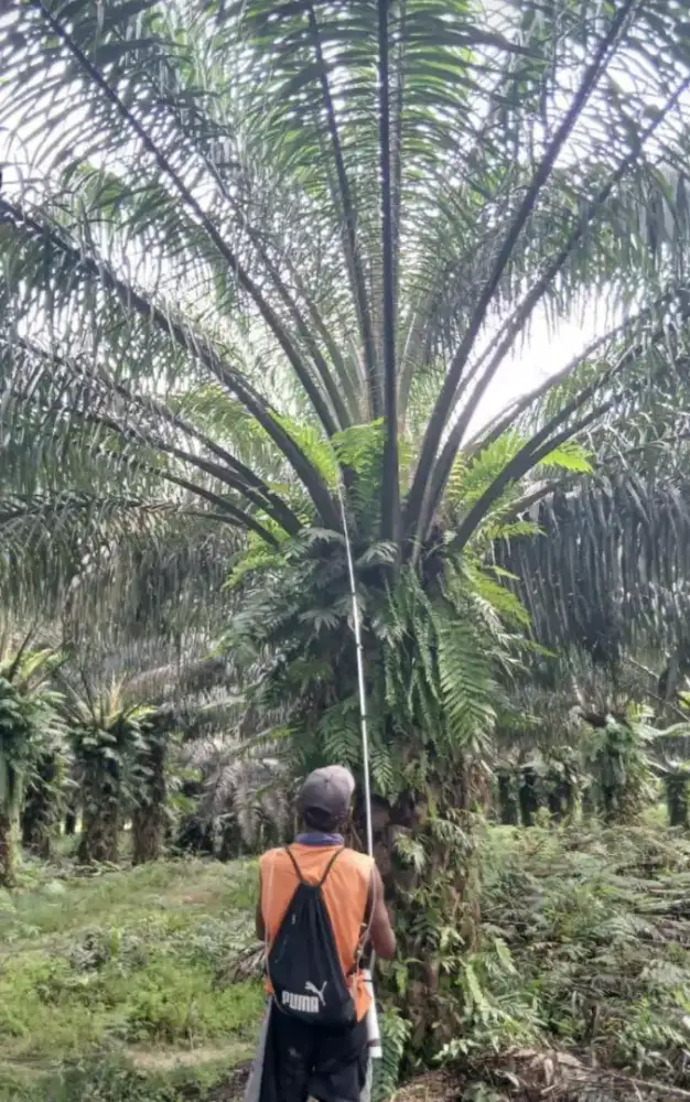 Lowongan Kerja Perkebunan Kelapa Sawit