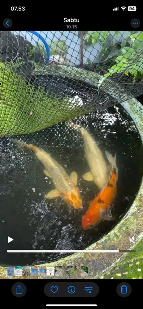 Ikan koi 3 ekor besar besar
