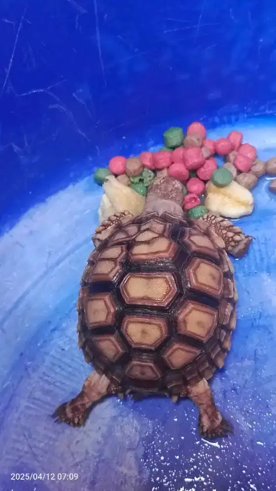 Sulcata tortoise, kura kura darat, hobby kolektor