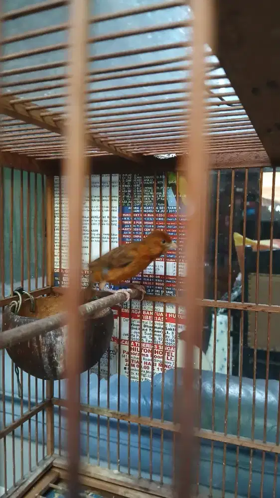 Kenari janda siap murah