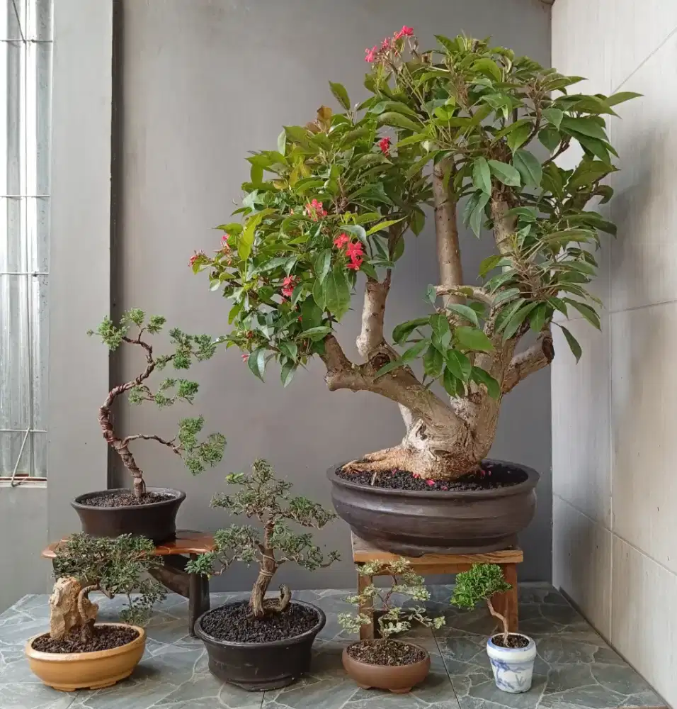 Borongan murah bonsai hias 6 pohon