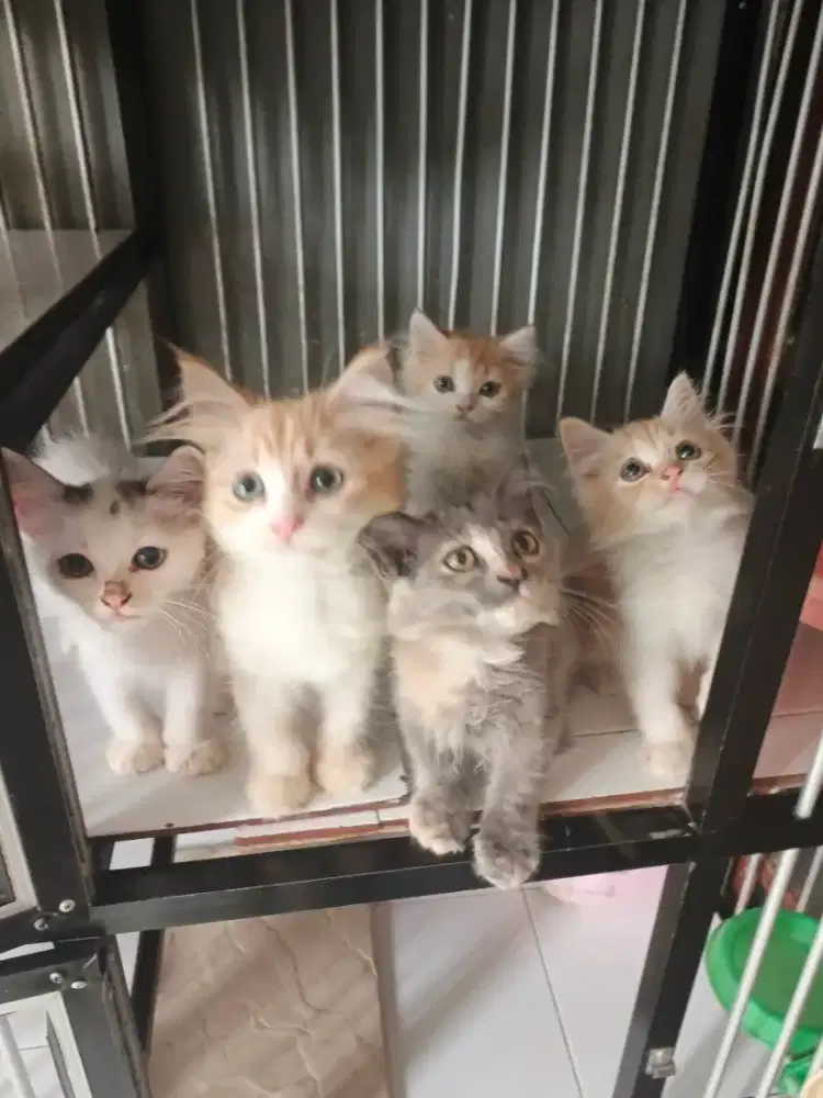 Persia jantan-betina 2,5 bulan