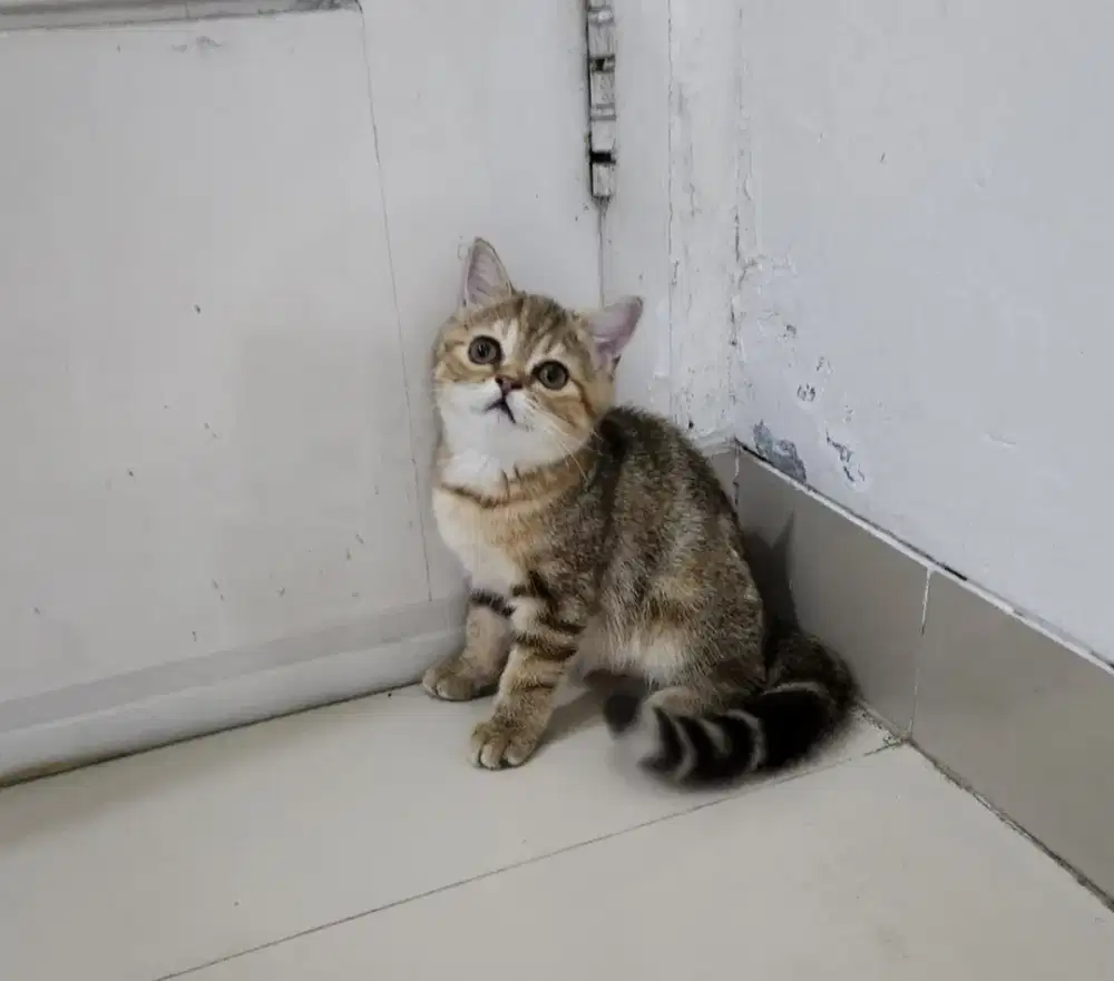 ANAK KUCING KITTEN BSH MIX EXO