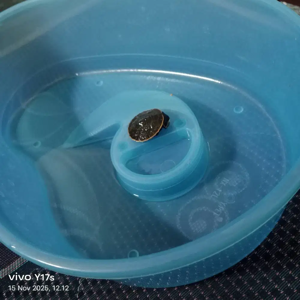 Kura kura dada merah