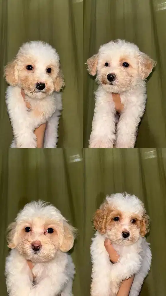 ANAK ANJING MALTIPOO MALTESE MIX POODLE
