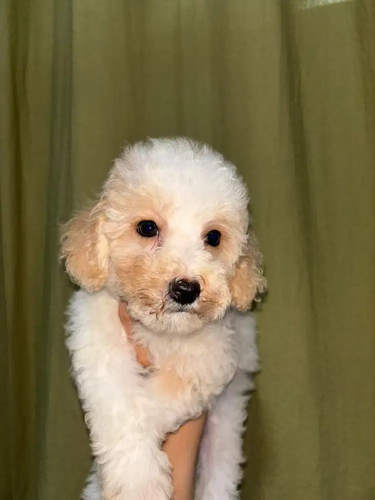 ANAK ANJING MALTIPOO MALTESE MIX POODLE