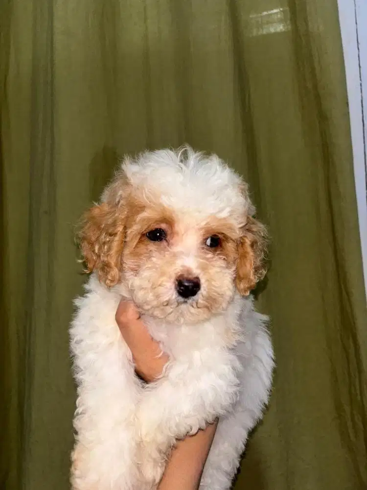 ANAK ANJING MALTIPOO MALTESE MIX POODLE