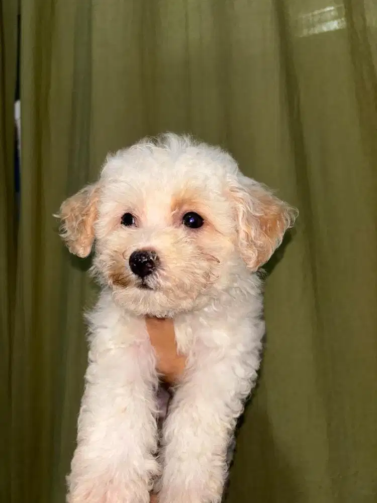 ANAK ANJING MALTIPOO MALTESE MIX POODLE