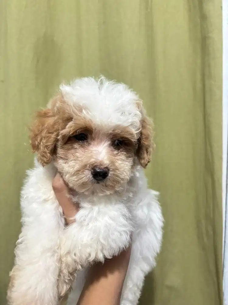 ANAK ANJING MALTIPOO MALTESE MIX POODLE