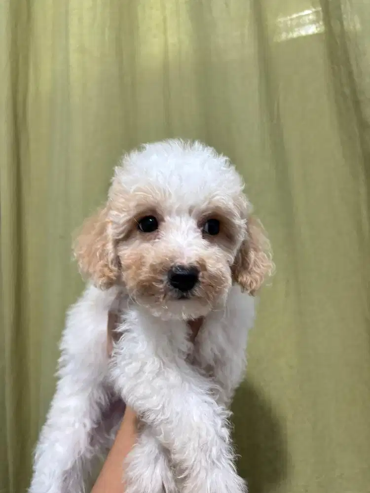 ANAK ANJING MALTIPOO MALTESE MIX POODLE