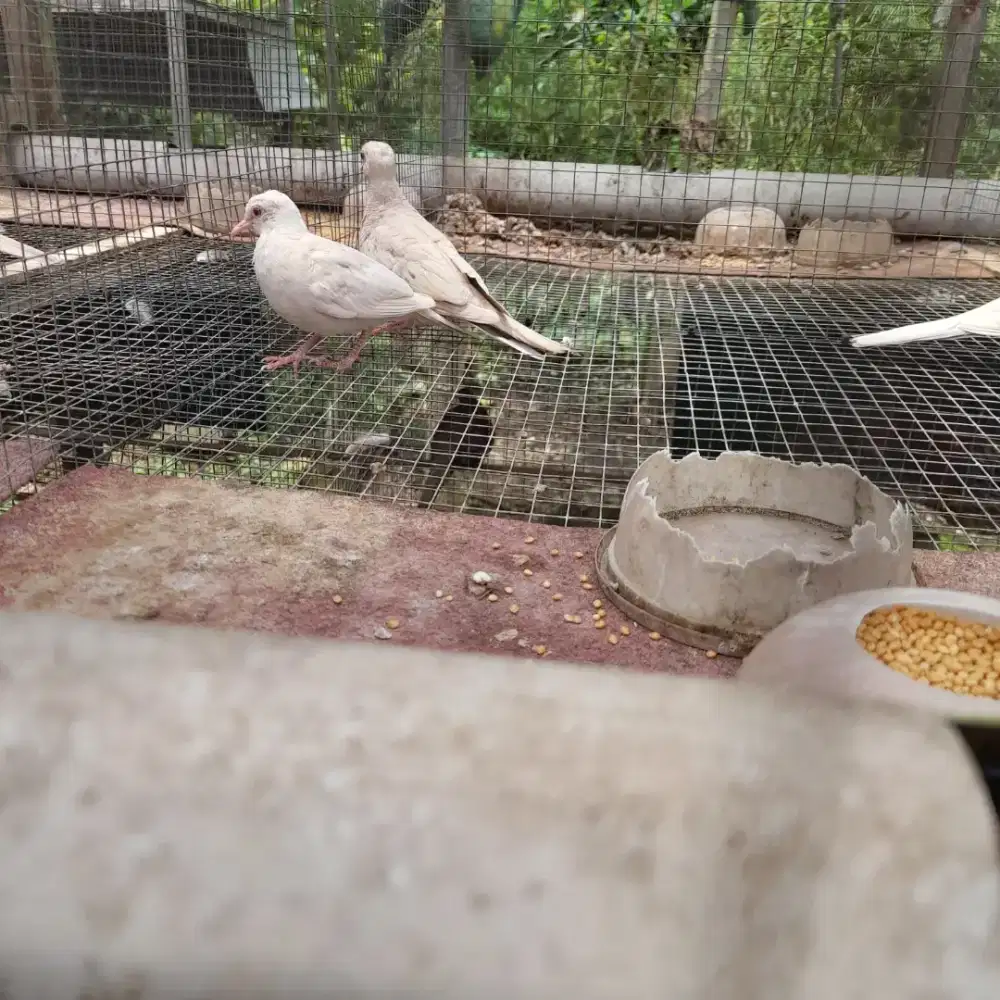 Perkutut silver dan putih lurik