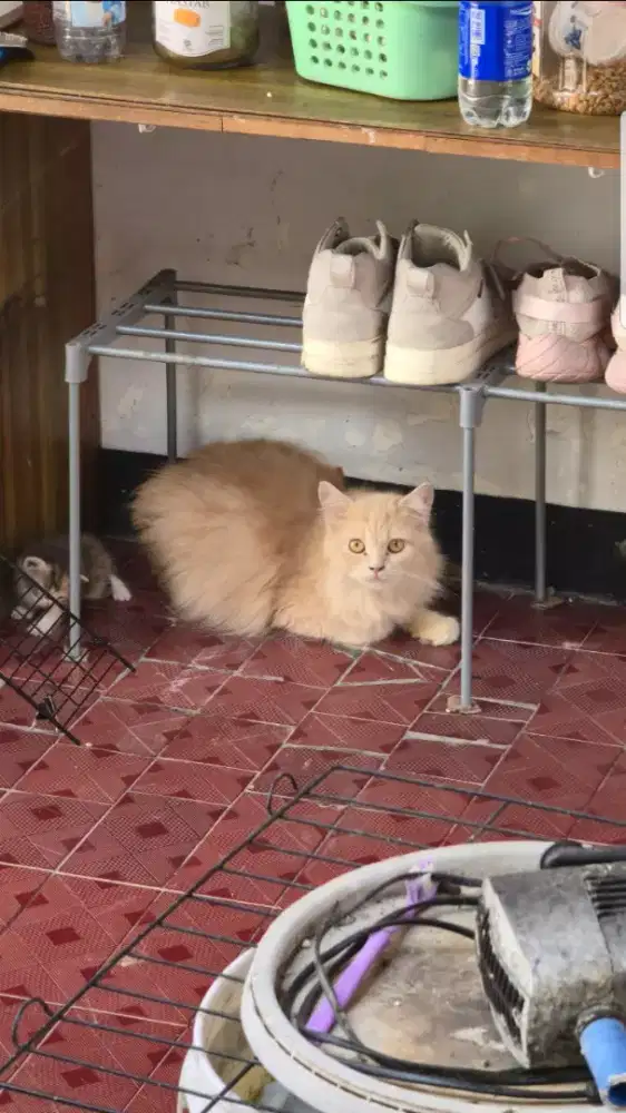 Kucing Persia Mix Dome