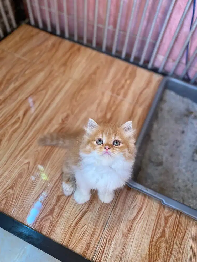 persia flatnose oyen