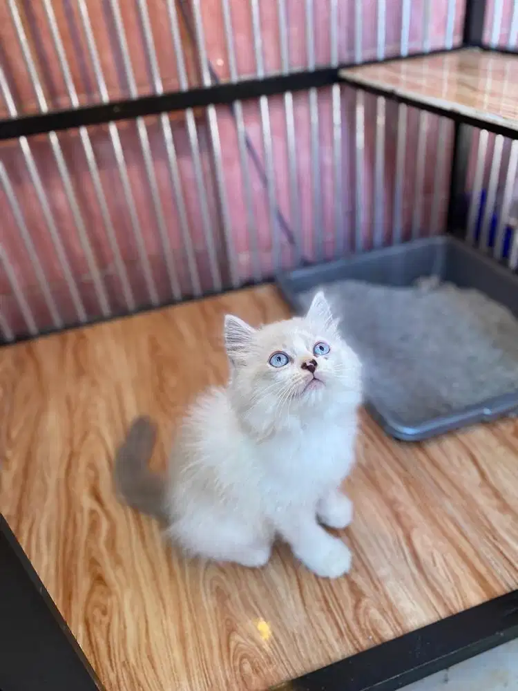 kitten ragdol jantan